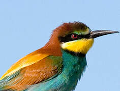 European Bee-eater