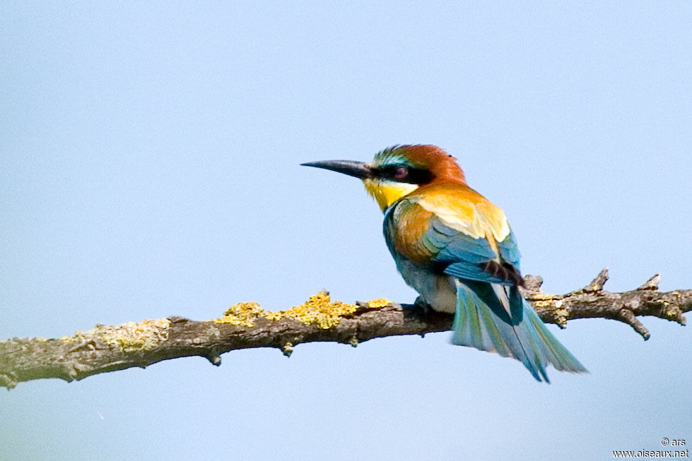 European Bee-eater, identification