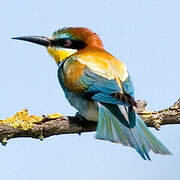 European Bee-eater