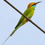 Green Bee-eater