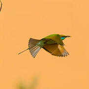 Asian Green Bee-eater