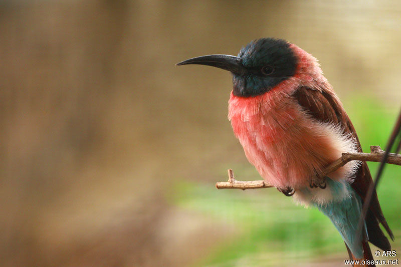 Northern Carmine Bee-eater, identification