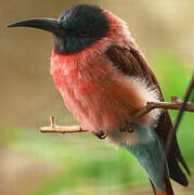 Northern Carmine Bee-eater