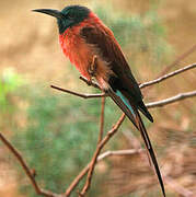 Northern Carmine Bee-eater