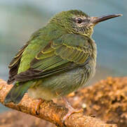 Red-legged Honeycreeper