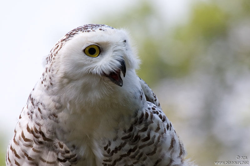 Snowy Owl, identification