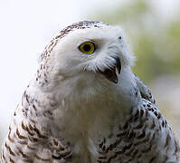 Snowy Owl