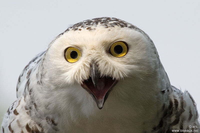 Snowy Owl, identification