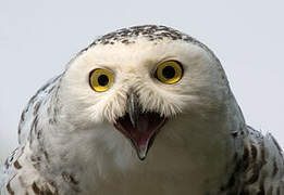 Snowy Owl