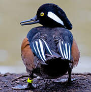 Hooded Merganser