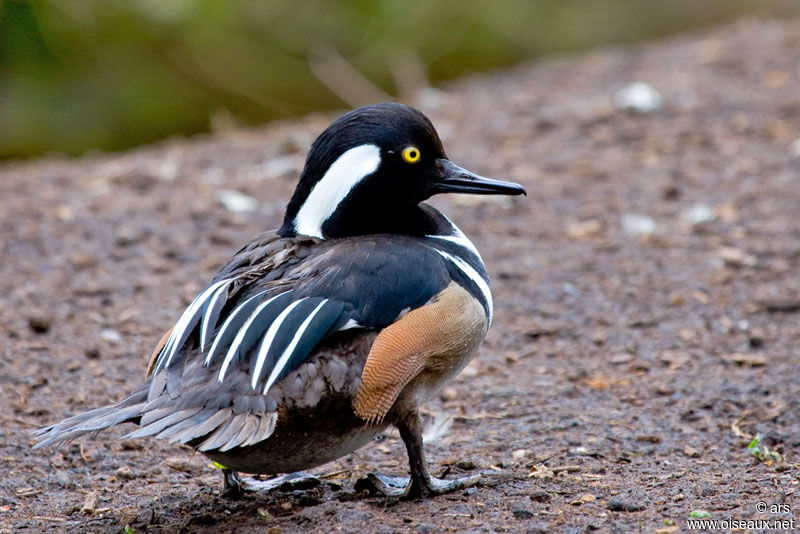 Hooded Merganser, identification