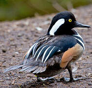 Hooded Merganser