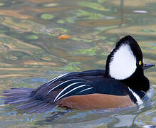 Hooded Merganser