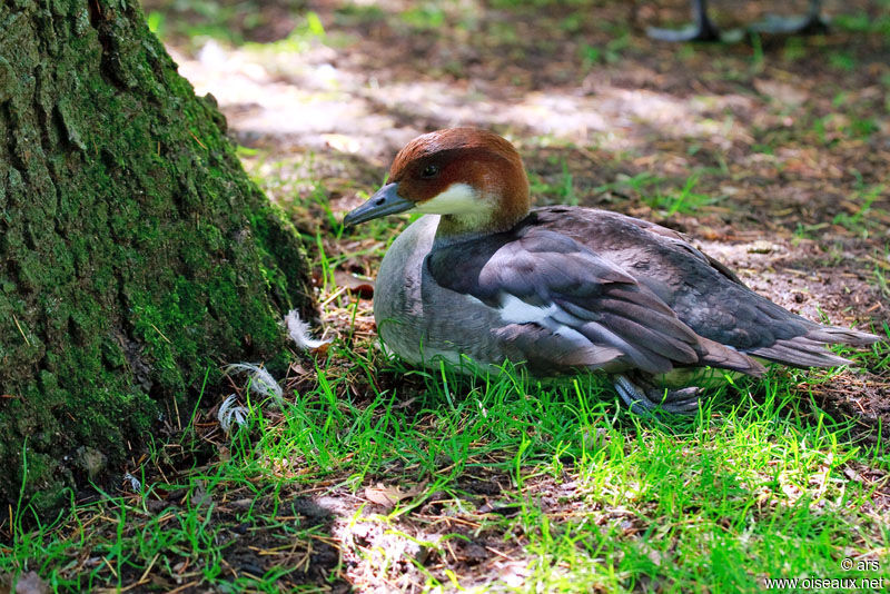 Smew male, identification