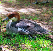 Smew