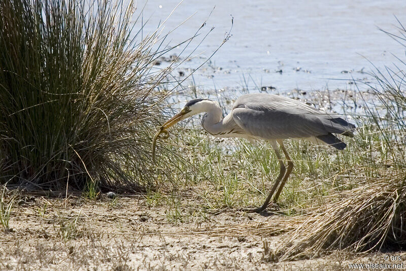 Grey Heron, identification