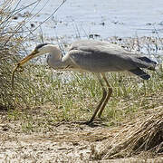 Grey Heron