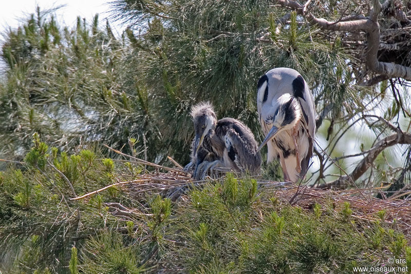 Grey Heron, Reproduction-nesting