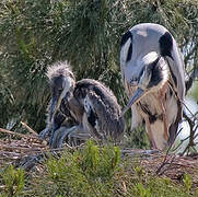 Grey Heron