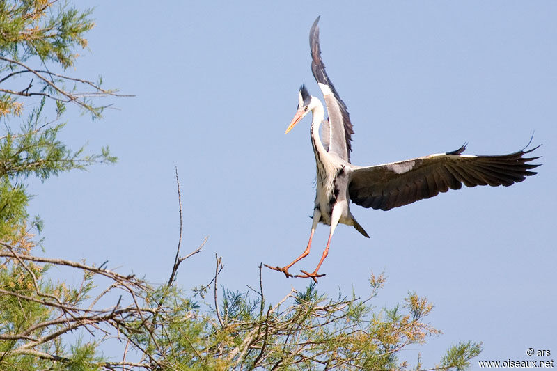 Grey Heron, Flight