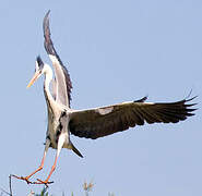 Grey Heron