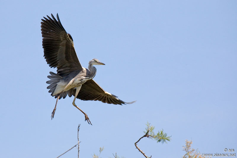 Grey Heron, Flight