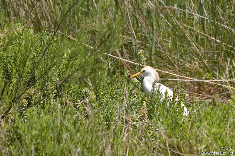 Héron garde-boeufs, identification