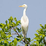 Medium Egret