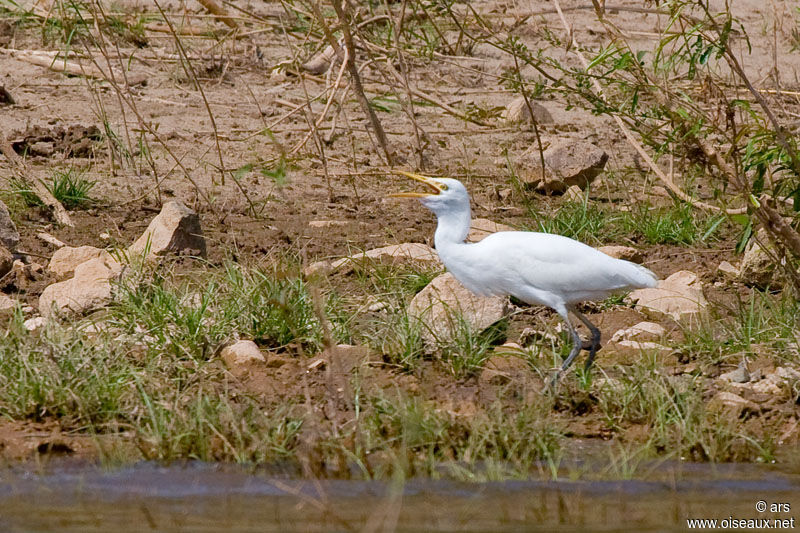 Medium Egret, song