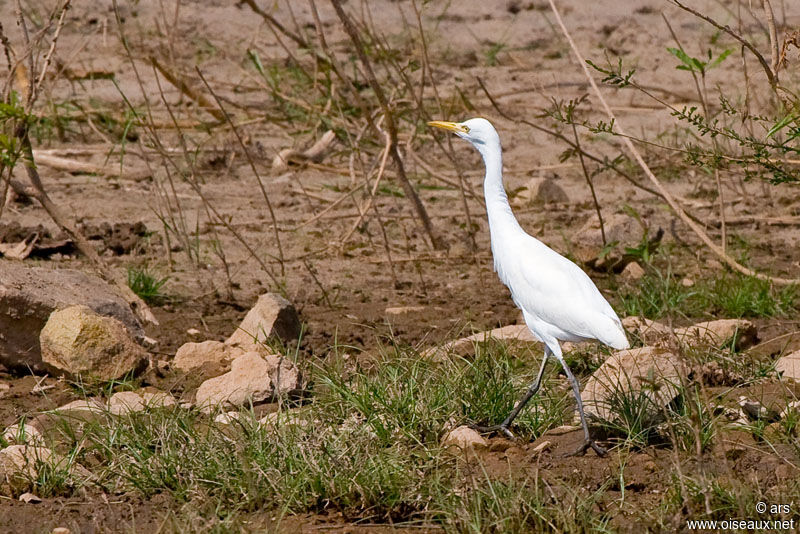 Intermediate Egret, identification