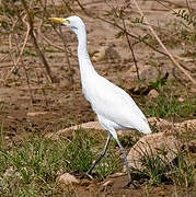 Medium Egret