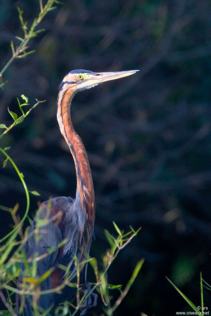 Héron pourpré, identification