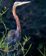 Purple Heron