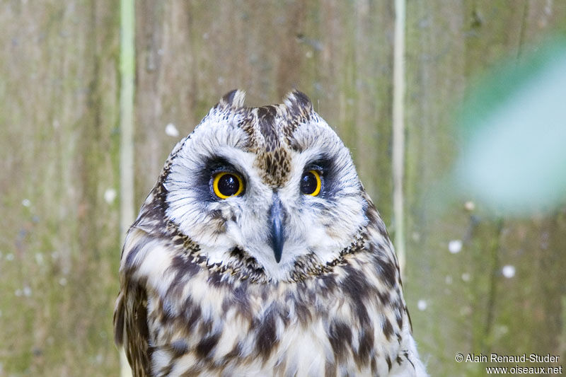 Short-eared Owl, identification