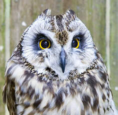 Hibou des marais