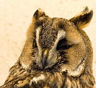 Long-eared Owl