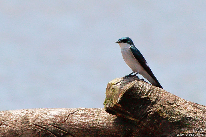 Mangrove Swallow, identification