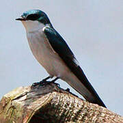 Mangrove Swallow