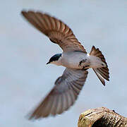 Mangrove Swallow