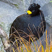 Yellow-knobbed Curassow