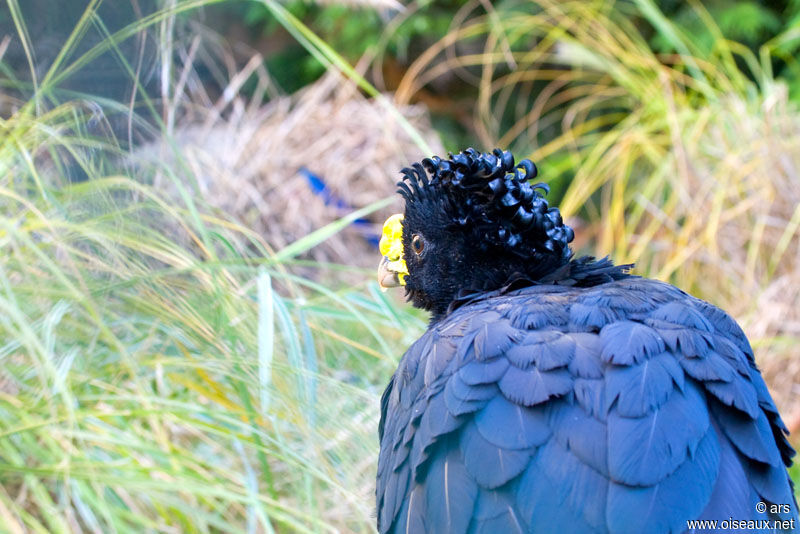 Yellow-knobbed Curassow, identification