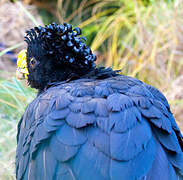 Yellow-knobbed Curassow