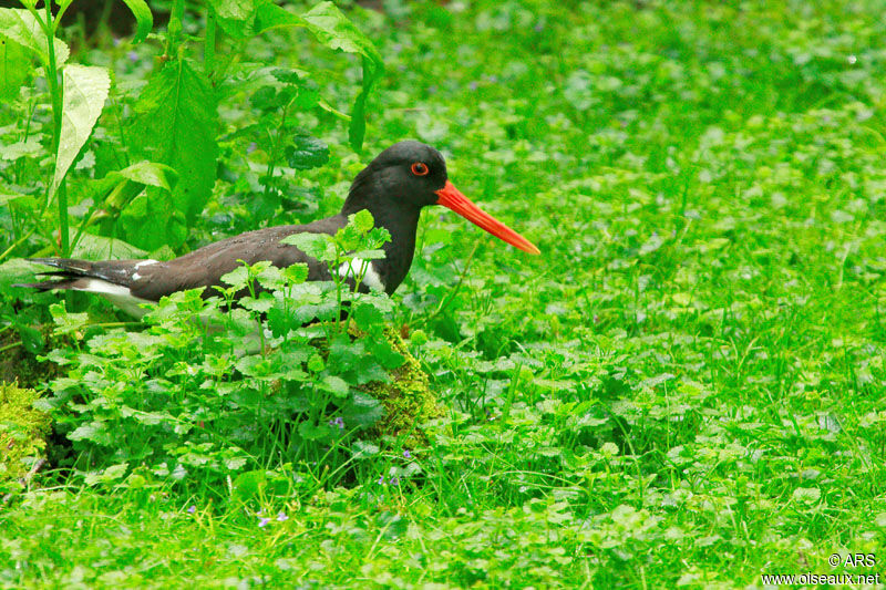 Eurasian Oystercatcher, identification