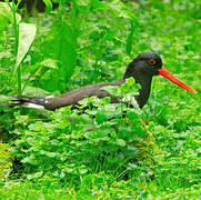 Eurasian Oystercatcher