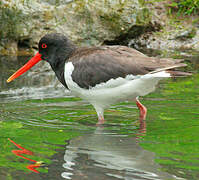 Eurasian Oystercatcher