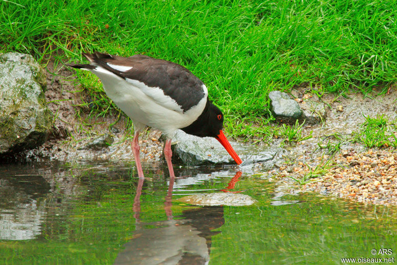 Huîtrier pie, identification