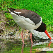 Eurasian Oystercatcher