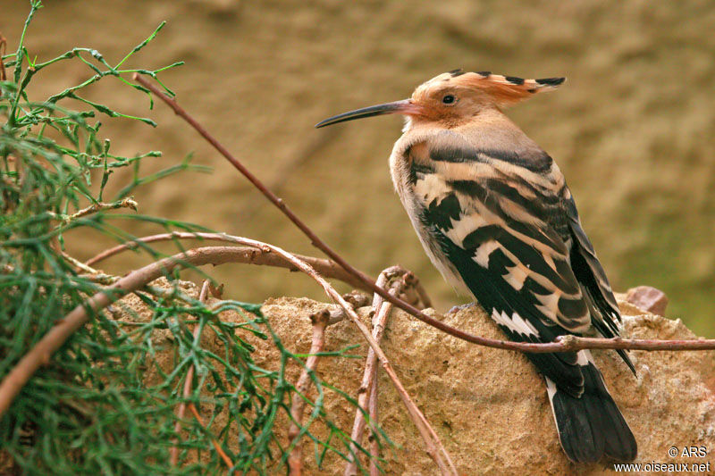 Huppe fasciée, identification