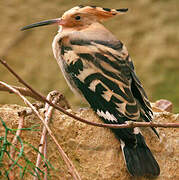 Eurasian Hoopoe