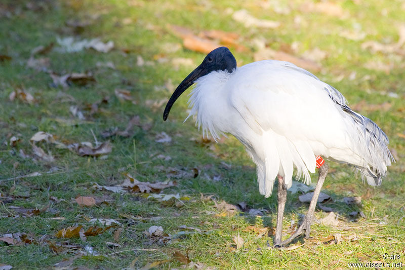 Black-headed Ibisadult, identification